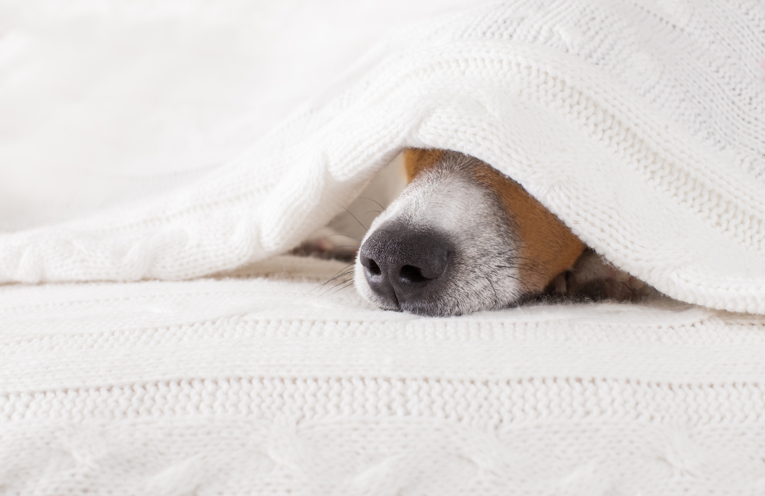 Why You Can't Smell Your Scented Candles: Understanding Nose Blindness