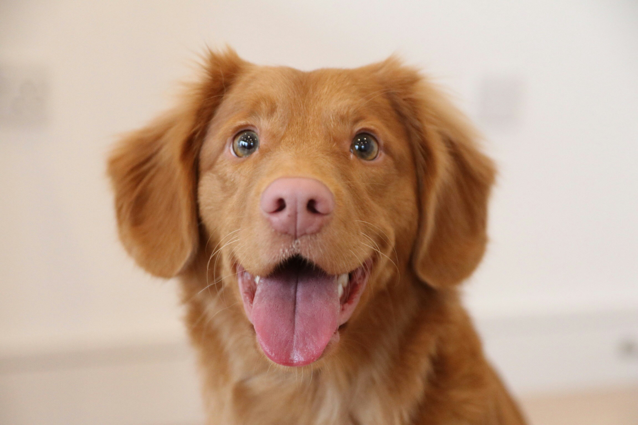 The Surprising Truth About Essential Oils for Pets